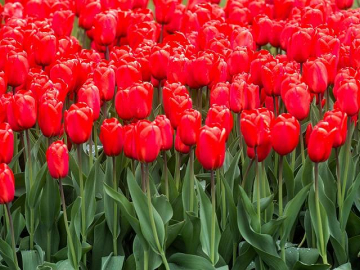 Zrywanie tulipanów na szklarnii