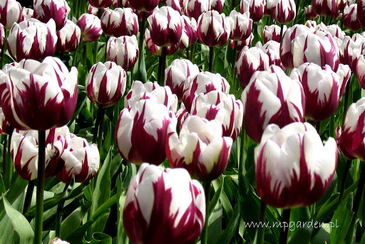 Selekcja tulipanów na polu
